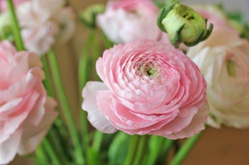 Лютики комнатные. Ранункулюс (60 фото): виды, посадка и правильный уход