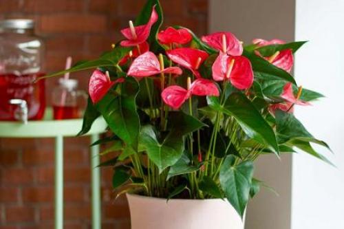 Лютики комнатные. Ранункулюс (60 фото): виды, посадка и правильный уход