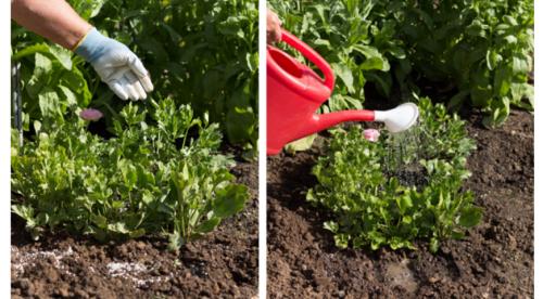 Как хранить лютики зимой. Как купить, сохранить и посадить корнеклубни ранункулюсов