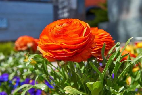 Лютик красный. Цветы лютики (ранункулюс) – посадка и уход в открытом грунте, домашних условиях