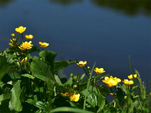 Лютик красный. Цветы лютики (ранункулюс) – посадка и уход в открытом грунте, домашних условиях