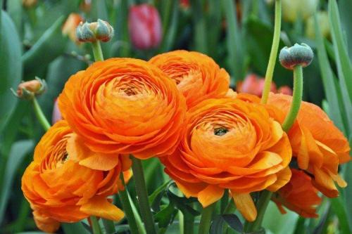 Лютики комнатные. Ранункулюс (60 фото): виды, посадка и правильный уход