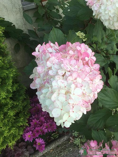 Гортензия метельчатая ванилла фрейз обрезка. Ботаническое описание 01 Гортензия метельчатая ванилла фрейз обрезка. Ботаническое описание 01