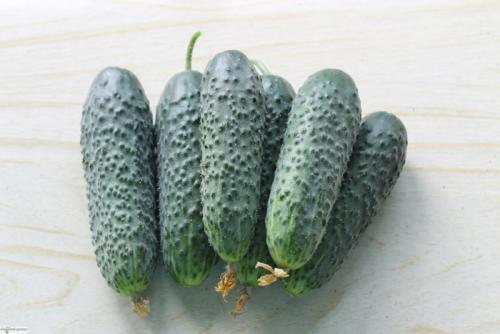 Лучшие сорта огурцов для засолки – рейтинг 2022 года