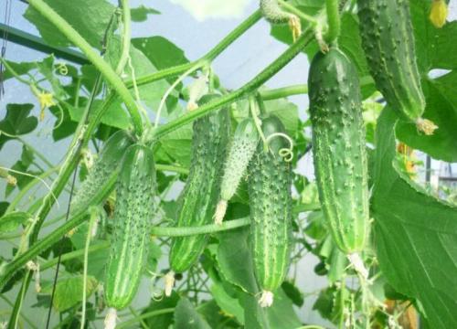 Сорт засолочный огурец и другие сорта на засолку. Огурцы для засолки –, какие они 16 Сорт засолочный огурец и другие сорта на засолку. Огурцы для засолки –, какие они 16