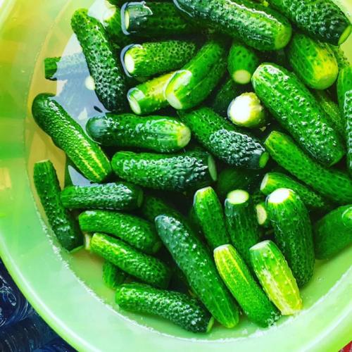 Лучшие сорта огурцов для засолки – рейтинг 2022 года