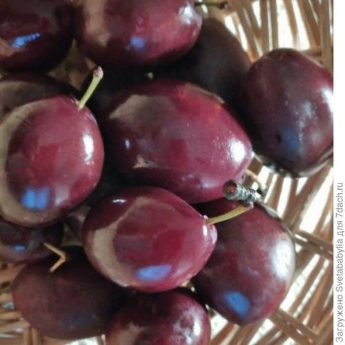 Сливы в духовке на зиму. Запеченная слива на зиму