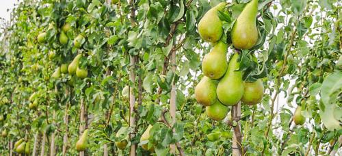 Зимние сорта груш. Выбираем самые морозоустойчивые сорта груши