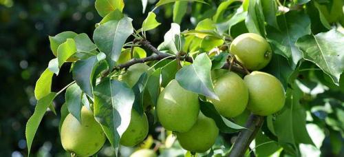 Зимние сорта груш. Выбираем самые морозоустойчивые сорта груши