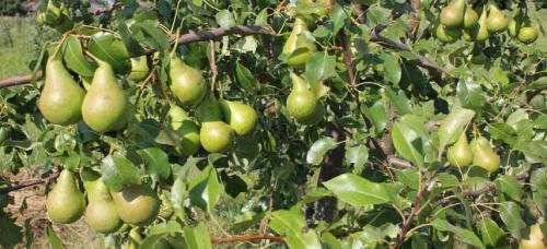 Зимние сорта груш. Выбираем самые морозоустойчивые сорта груши