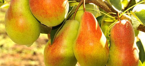 Зимние сорта груш. Выбираем самые морозоустойчивые сорта груши