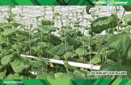 Почему огурцы мутнеют в банках: основные причины