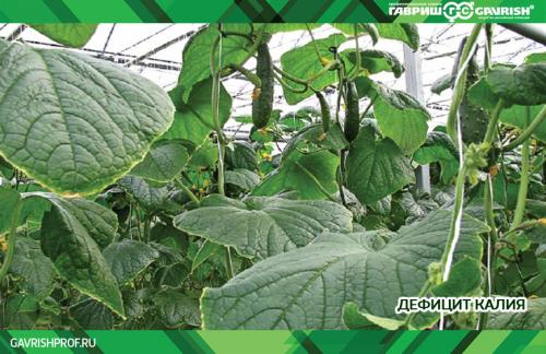 Почему огурцы мутнеют в банках: основные причины 01