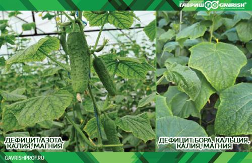 Почему огурцы мутнеют в банках: основные причины 03