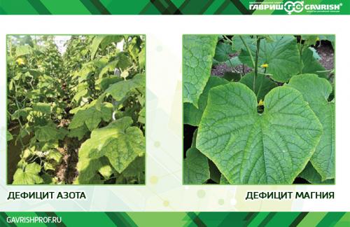 Почему огурцы мутнеют в банках: основные причины 02