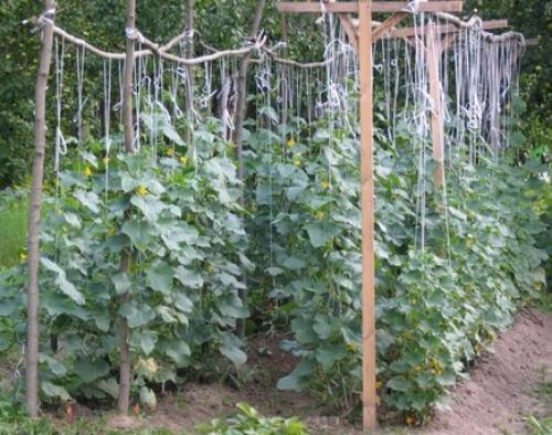 Влияют ли пузырьки воздуха на вкус и качество огурцов. Что такое вкусный огурец и как его вырастить