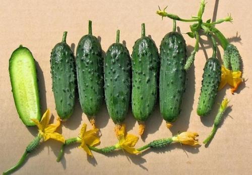 Влияют ли пузырьки воздуха на вкус и качество огурцов. Что такое вкусный огурец и как его вырастить