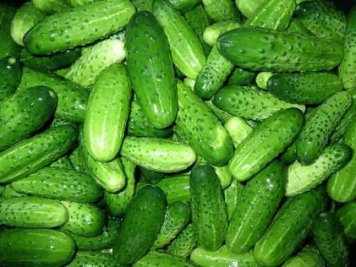 Влияют ли пузырьки воздуха на вкус и качество огурцов. Что такое вкусный огурец и как его вырастить