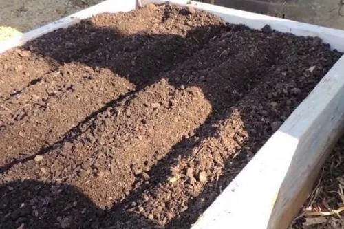 Выращивание чеснока в открытом грунте. Чеснок: выращивание и уход