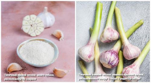 Какой нужен чеснок для посадки. Схемы посадки и площади питания чеснока 10 Какой нужен чеснок для посадки. Схемы посадки и площади питания чеснока 10