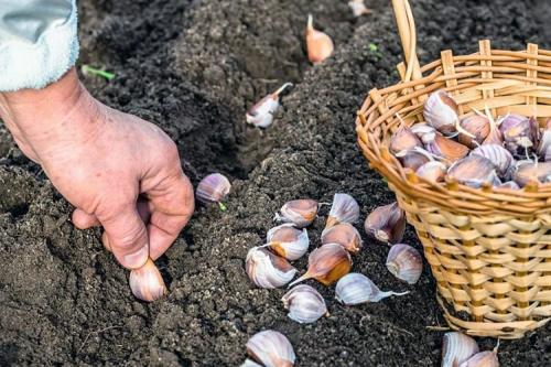 Хитрая посадка чеснока. Тонкости посадки чеснока весной