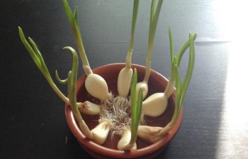 Сколько растет чеснок дома. Условия для выращивания чеснока дома