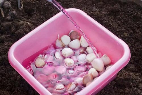 Выращивание чеснока в открытом грунте. Чеснок: выращивание и уход