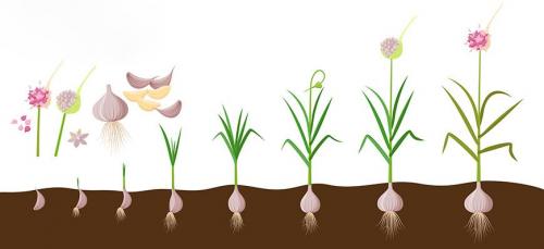 Какой нужен чеснок для посадки. Схемы посадки и площади питания чеснока 09 Какой нужен чеснок для посадки. Схемы посадки и площади питания чеснока 09
