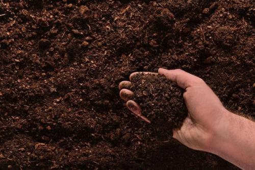 Выращивание чеснока в открытом грунте. Чеснок: выращивание и уход