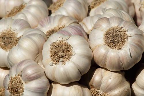 Как быстро посадить чеснок. Выращивание ярового чеснока: 7 важных моментов