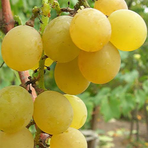 Виноград Ананасный золотой мускат. Виноград «Ананасный», описание сорта и фото