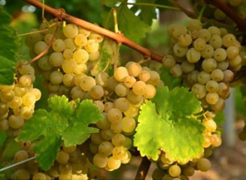 Виноград Ананасный золотой мускат. Виноград «Ананасный», описание сорта и фото