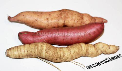 Как вырастить батат на урале. Выращивание бататов в Пермском крае. Част.