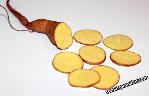 Как вырастить батат на урале. Выращивание бататов в Пермском крае. Част.