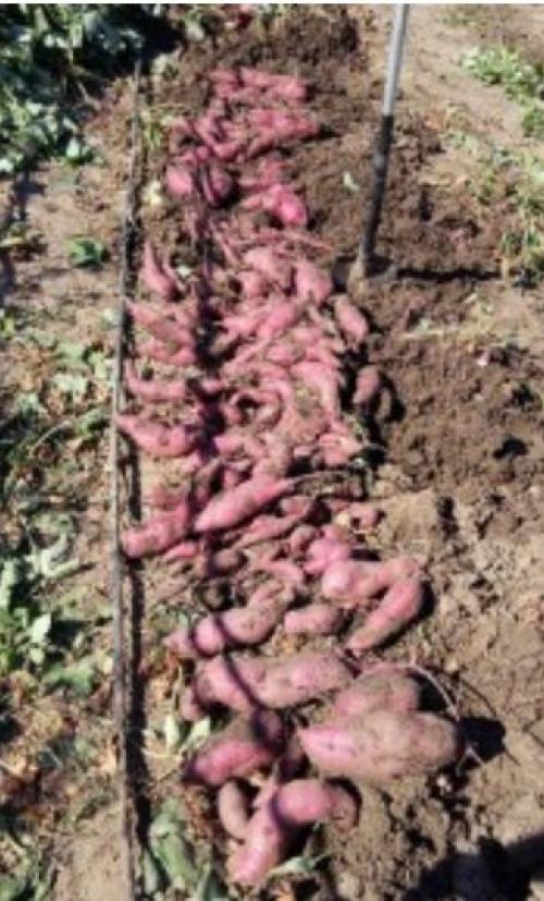 Как выращивать батат на огороде. Посадка батата в открытый грунт 04 Как выращивать батат на огороде. Посадка батата в открытый грунт 04