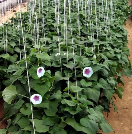 Как выращивать батат на огороде. Посадка батата в открытый грунт 03 Как выращивать батат на огороде. Посадка батата в открытый грунт 03