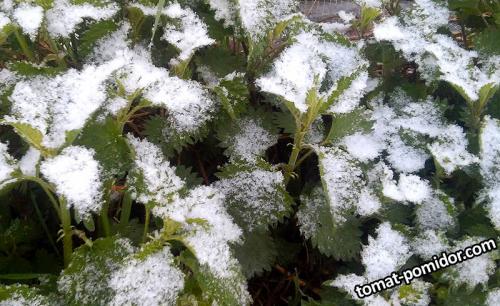 Как вырастить батат на урале. Выращивание бататов в Пермском крае. Част.