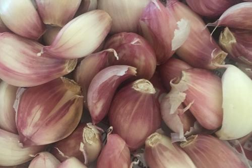 Календарь посадки чеснока. Выращивание ярового чеснока: 7 важных моментов