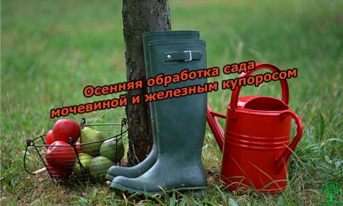 Осенняя обработка сада мочевиной и железным купоросом