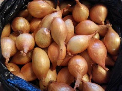 Посадка лука под зиму по лунному календарю. Какие сорта лука сажают в зиму