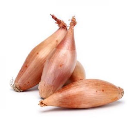 Посадка лука под зиму на зелень. Какой лук можно сажать под зиму