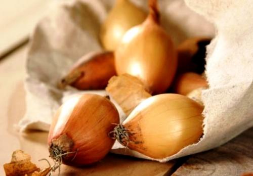 Голландский лук на зиму. Топ-11 лучших сортов лука-севка голландской селекции и их описание