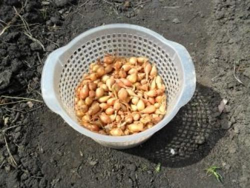 7 способов посадки озимого чеснока. 7 секретов супер-урожая озимого чеснока —, как надо сажать 01