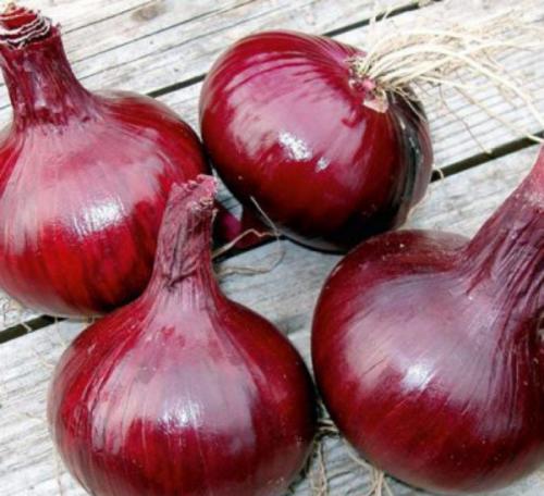 Голландский лук на зиму. Топ-11 лучших сортов лука-севка голландской селекции и их описание