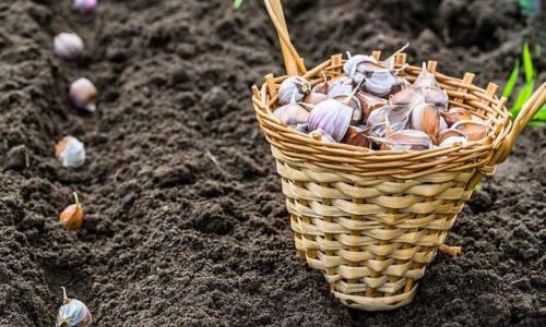 7 способов посадки озимого чеснока. 7 секретов супер-урожая озимого чеснока —, как надо сажать