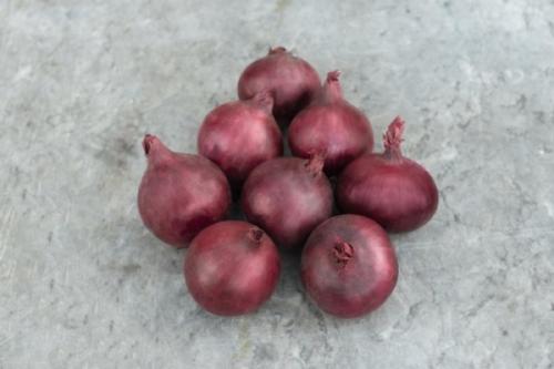 Голландский лук на зиму. Топ-11 лучших сортов лука-севка голландской селекции и их описание