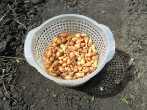 Посадка лука под зиму на зелень. Какой лук можно сажать под зиму