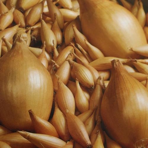 Голландский лук на зиму. Топ-11 лучших сортов лука-севка голландской селекции и их описание