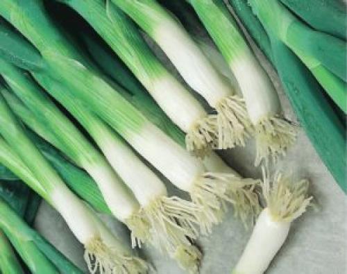 Посадка лука под зиму на зелень. Какой лук можно сажать под зиму