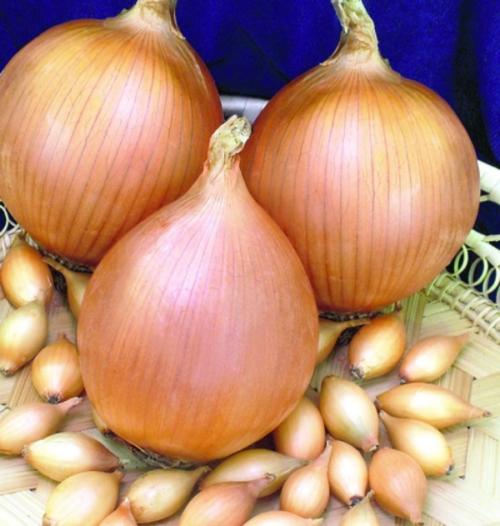 Голландский лук на зиму. Топ-11 лучших сортов лука-севка голландской селекции и их описание